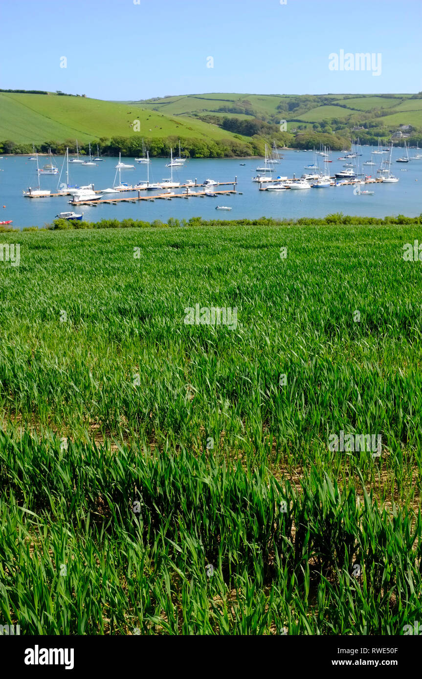 Vista di posti barca e yacht in Salcombe estuario preso da un campo di grano precoce sul punto Snapes, Salcombe, Devon, Regno Unito. Foto Stock