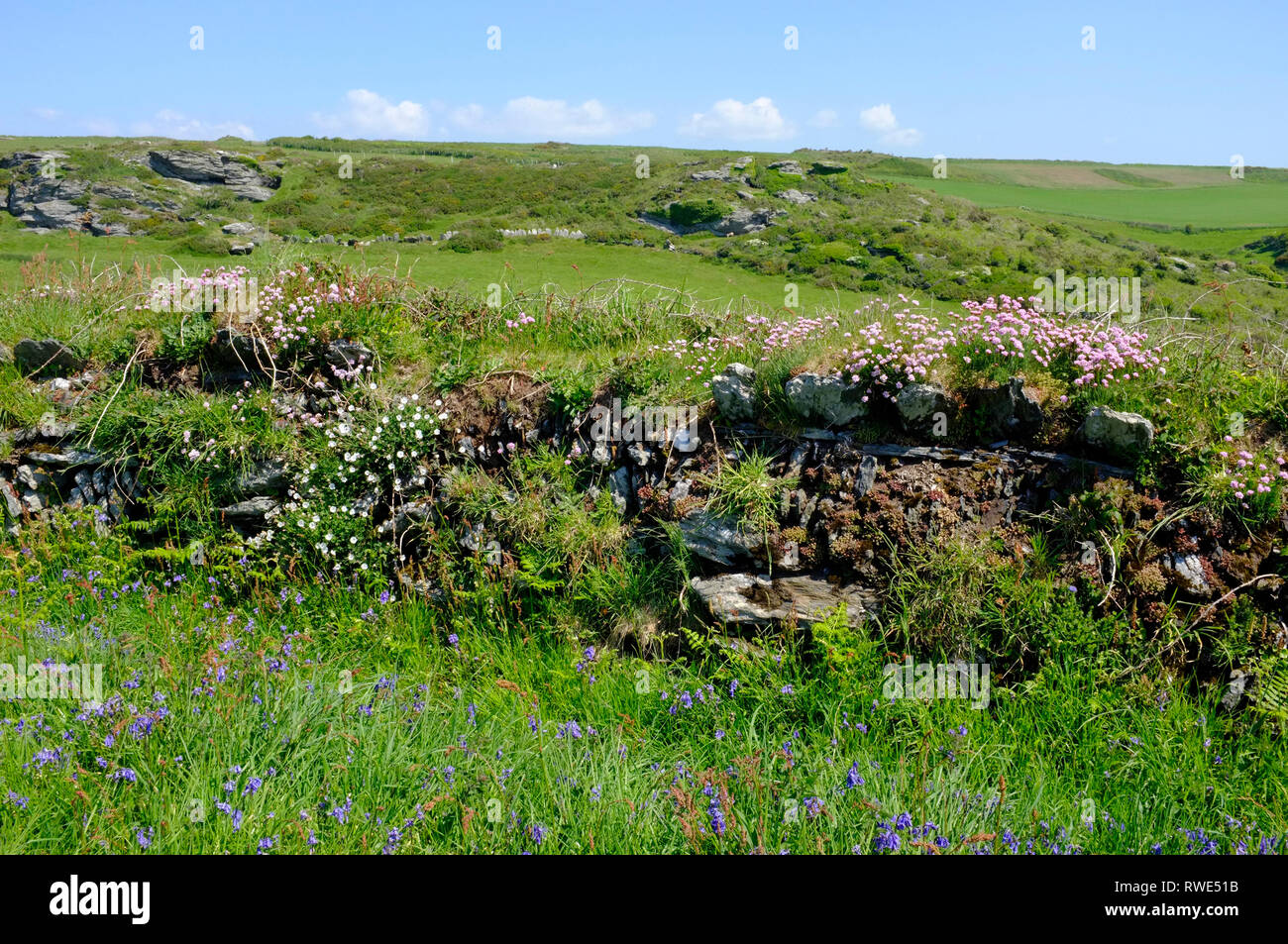 Primavera a secco con muro di pietra, mare rosa e bluebells su Bolberry Down, South Devon, UKdowns Foto Stock