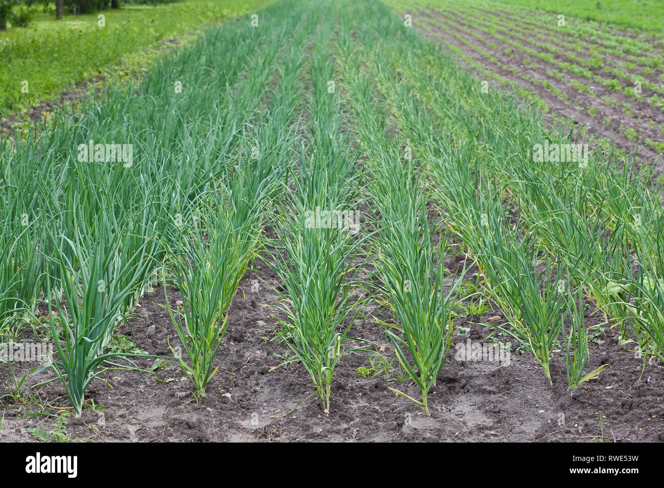 Ecologico sano piantagione di cipolla - Polonia Foto Stock