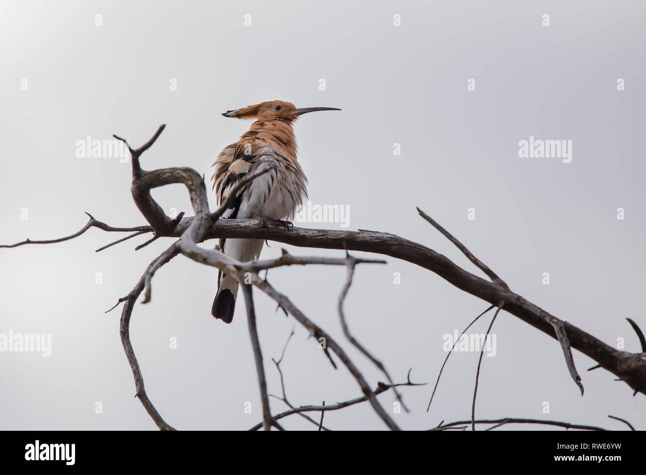 Upupa (Upupa epops) in Albufera di Valencia, Valencia, Spagna Foto Stock