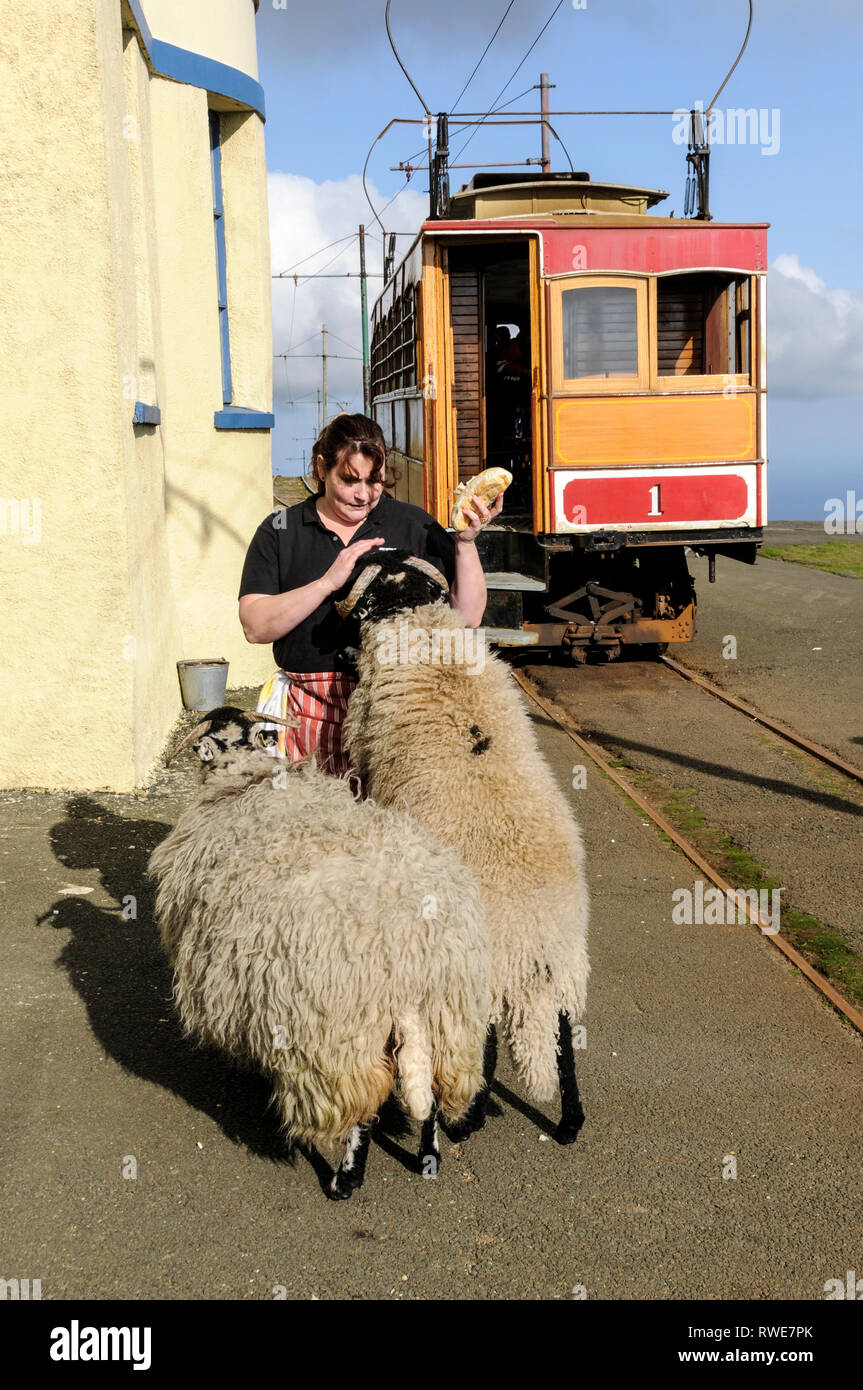 Un membro del personale al vertice cafe sul Monte Snaefell, alimentazione questo tame gregge di pecore sul isola di Man, Gran Bretagna. Dietro è il monte Snaefell Foto Stock