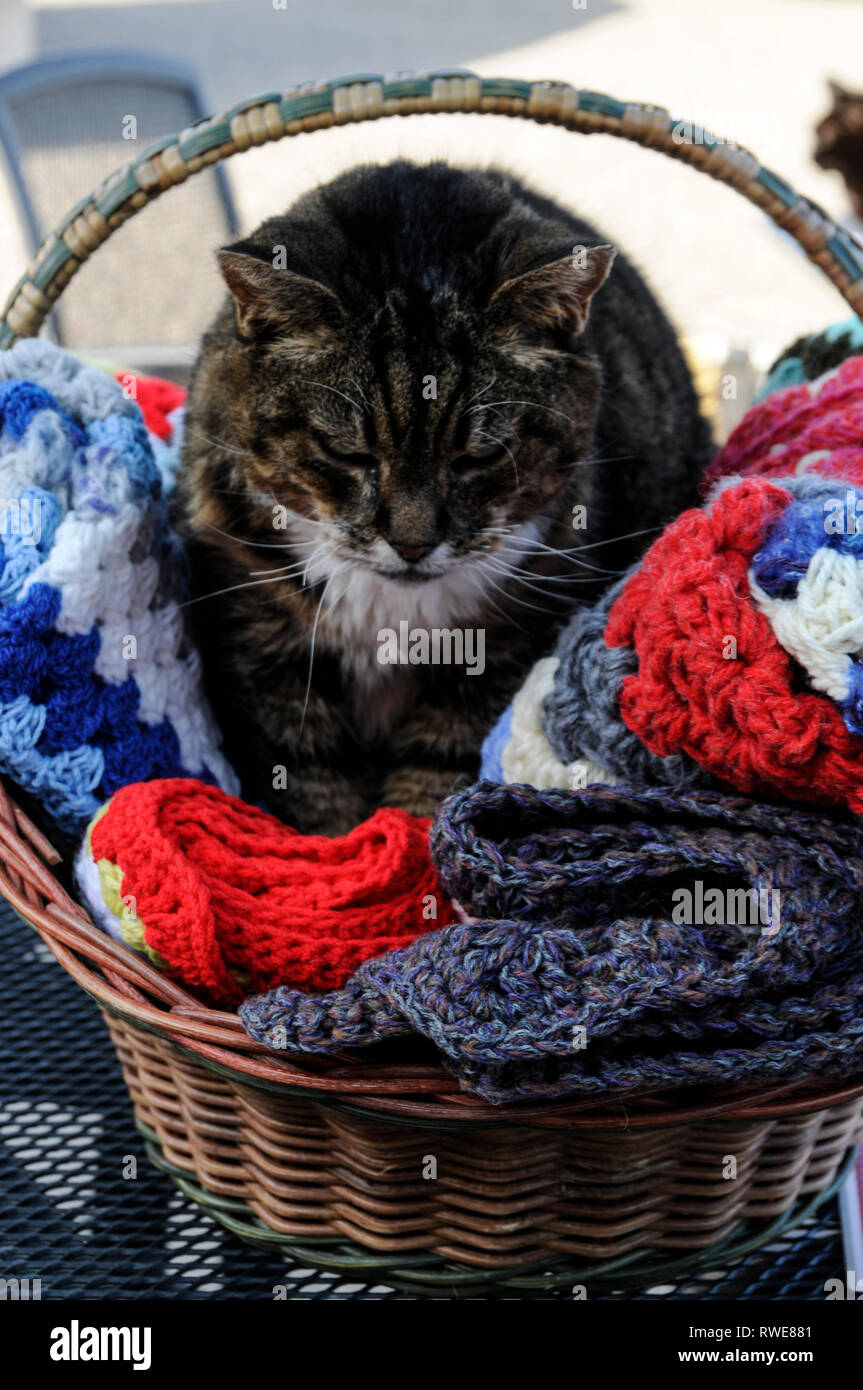 Un Manx cat ( senza una coda) al Mann Cat santuario sulla isola di Man Isola di Man con la sua capitale, Douglas si trova nel centro di t Foto Stock