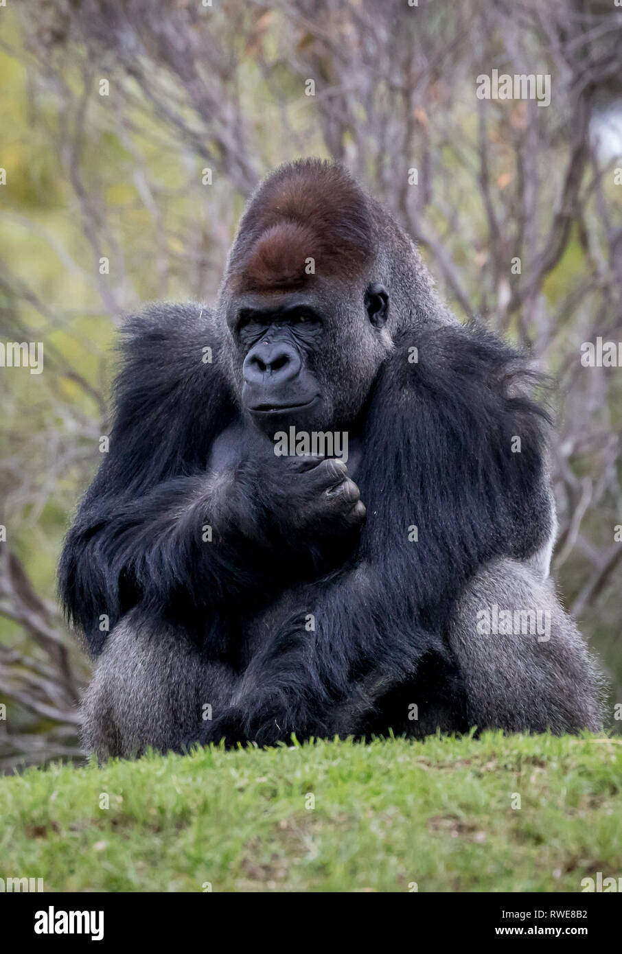 Western pianura gorilla seduto su una collina Foto Stock