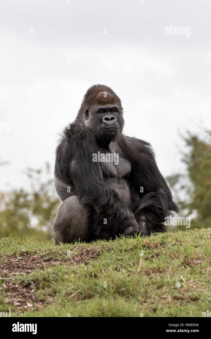 Western pianura gorilla seduto su una collina Foto Stock