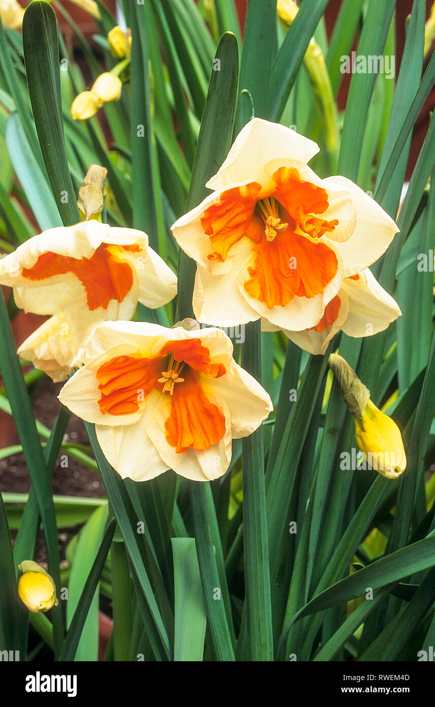 Narcissus tricollet corona Split Split o collare a tazza Daffodil fiori in tarda primavera o inizio estate petali di colore bianco e arancione cup crescere in pieno sole Foto Stock