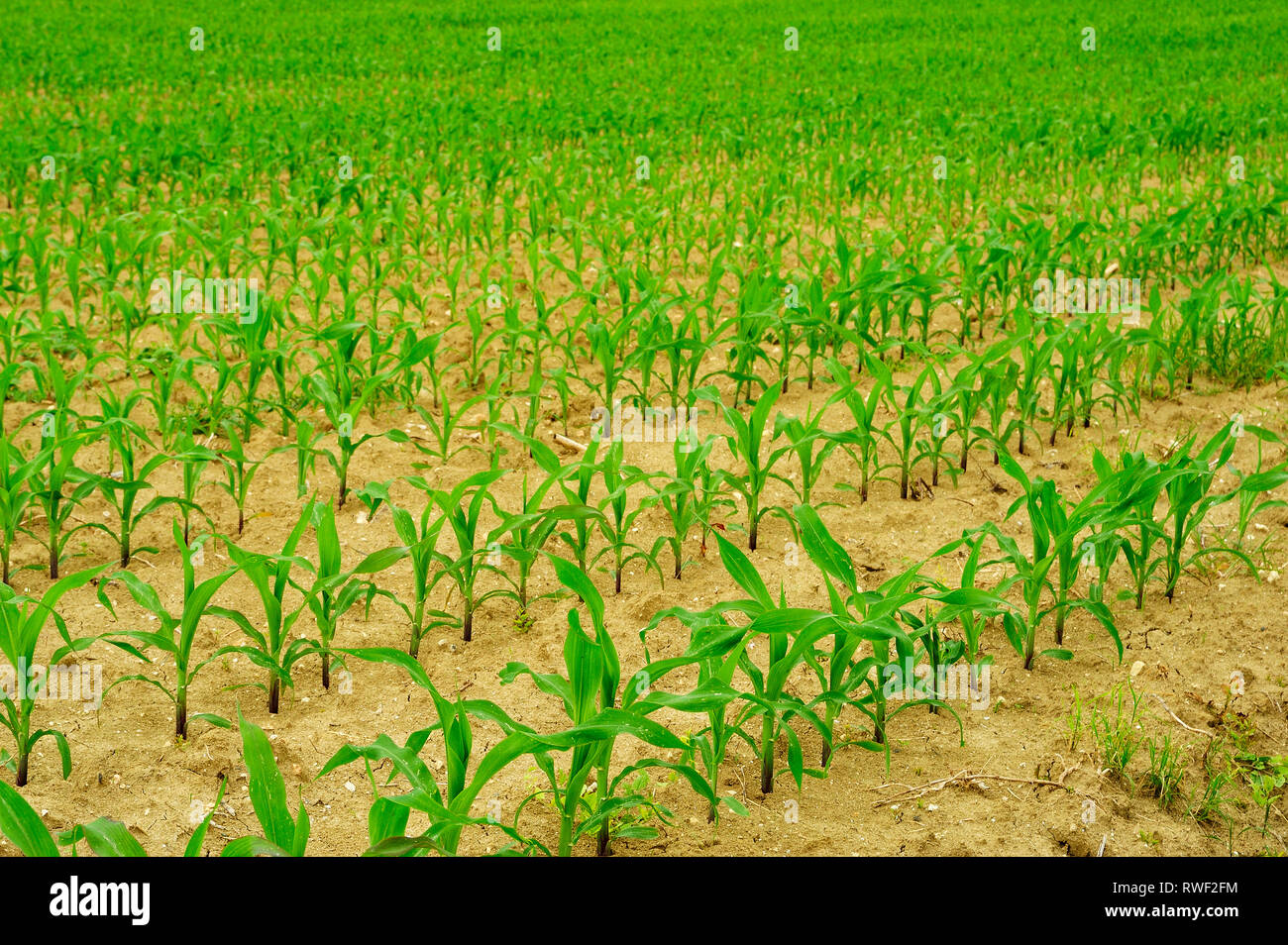 Campo di grano in primavera, Lot-et-Garonne Department, Aquitaine, Francia Foto Stock