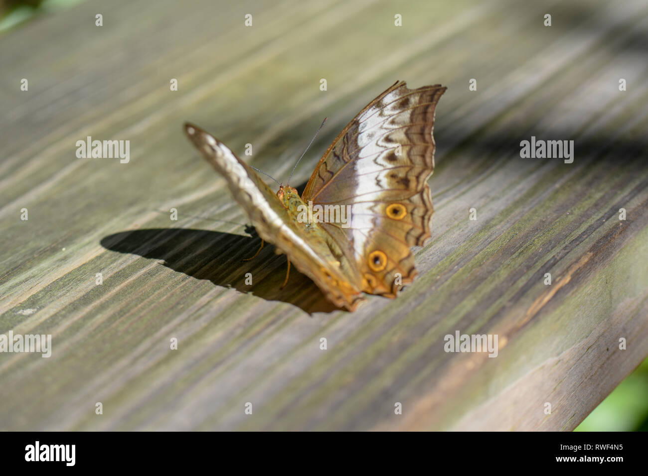 Farfalla oro su un pezzo di legno nella foresta pluviale di farfalla di Gainesville, Florida Foto Stock