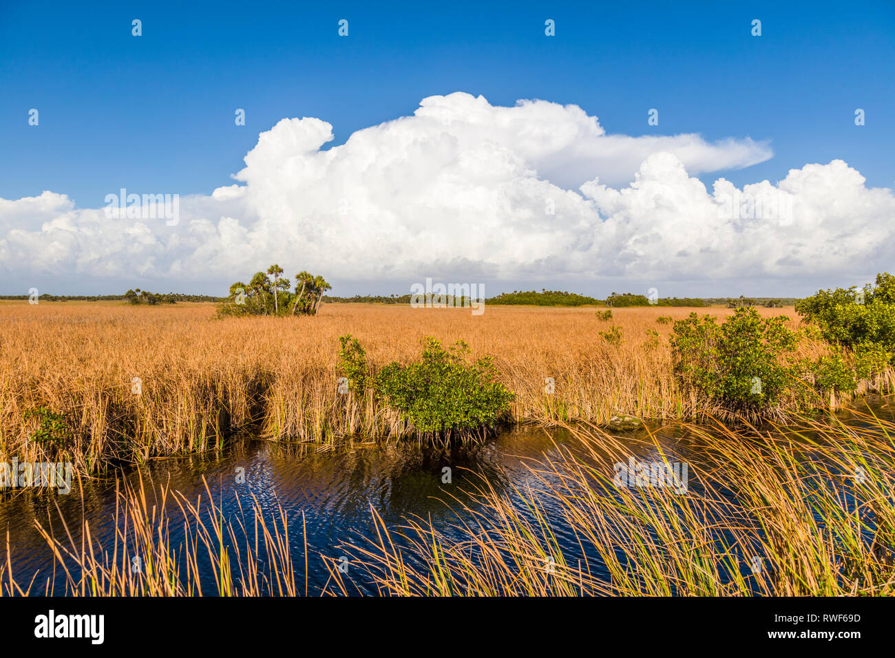 Il fiume di erba con grandi nuvole bianche nel cielo blu lungo il sentiero Tamiami per voli in Big Cypress National Preserve in Southwest Florida Foto Stock