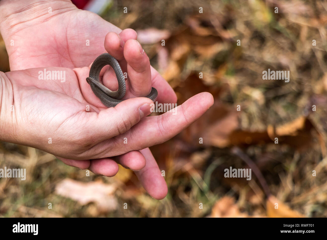 Una persona in possesso di un bambino serpente con cura. Foto Stock
