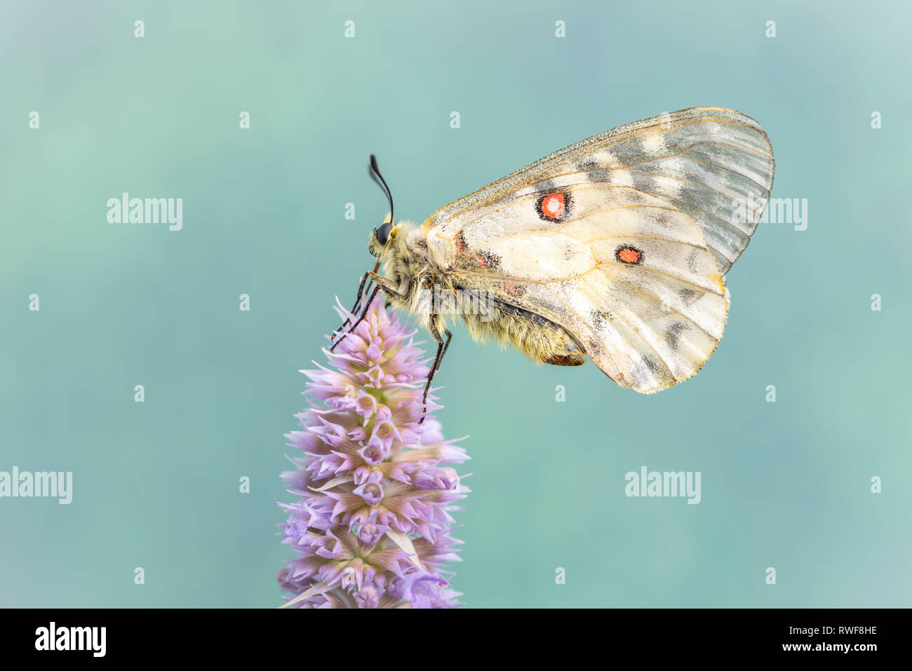 Clodius Parnassian farfalla su un fiore di menta Foto Stock