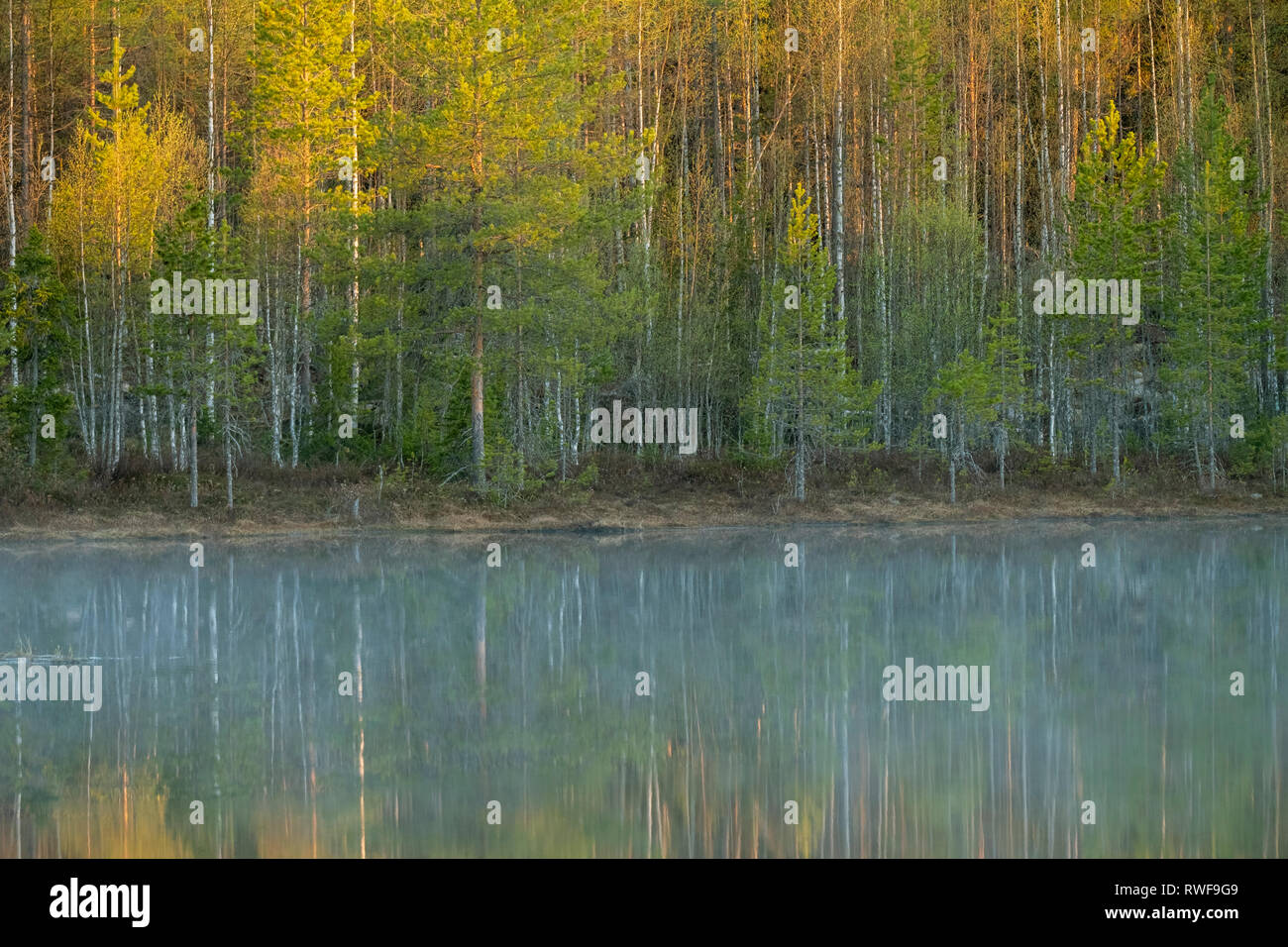 Lakeside foresta in Finlandia di argento misto di betulle e pini Foto Stock