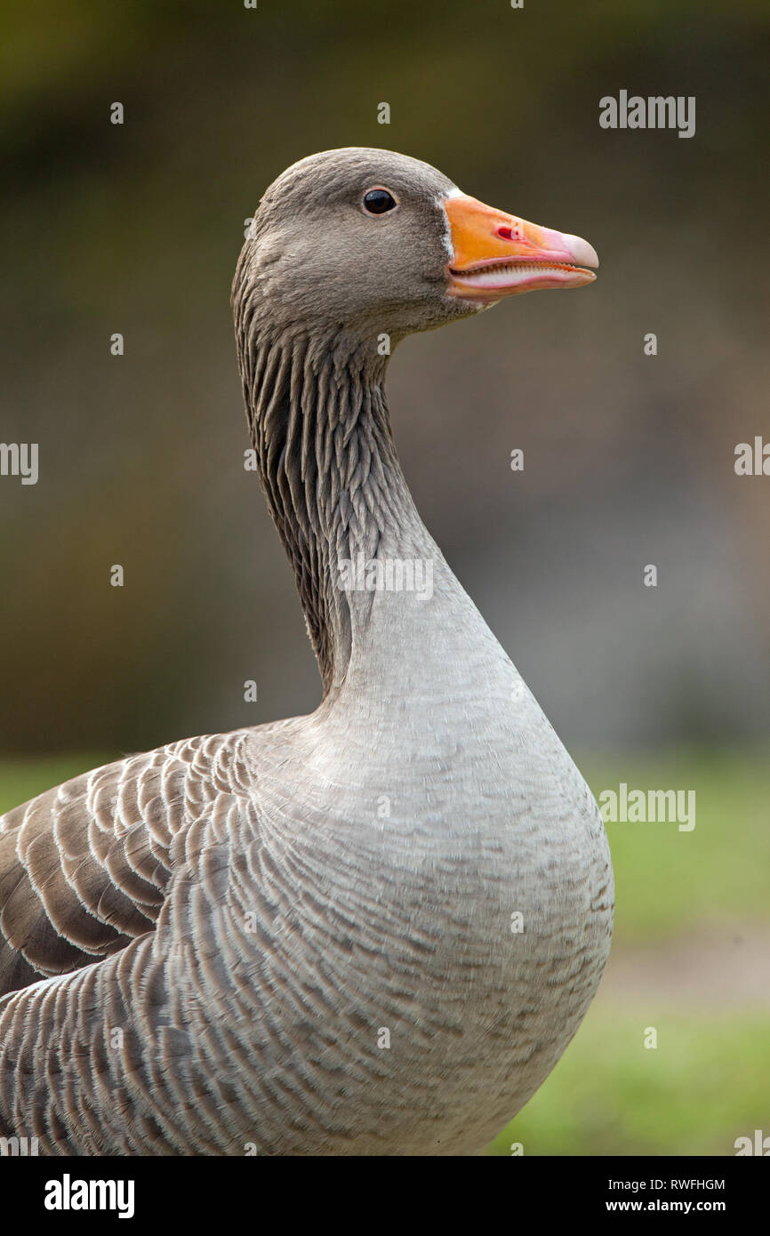 Western Graylag Goose (Anser anser). Head up, mandibole parzialmente aperto, rivelando le lamelle intorno ai bordi interni. Cautionary, lieve minaccia, la postura. Profilo. ​ vista laterale. Foto Stock
