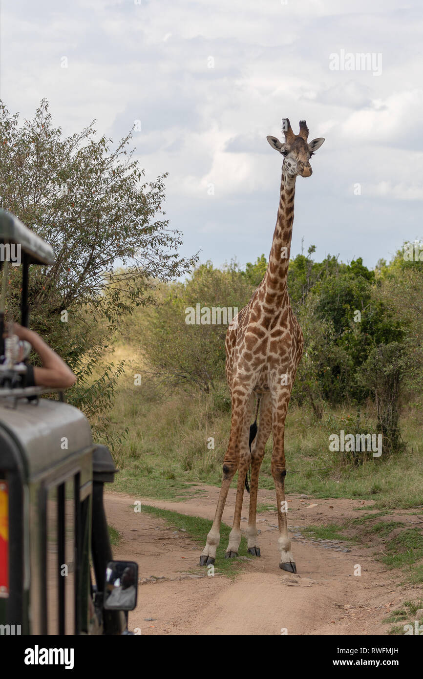 Masai Giraffe, bloccando la strada, il Masai Mara, Kenya, Africa Foto Stock