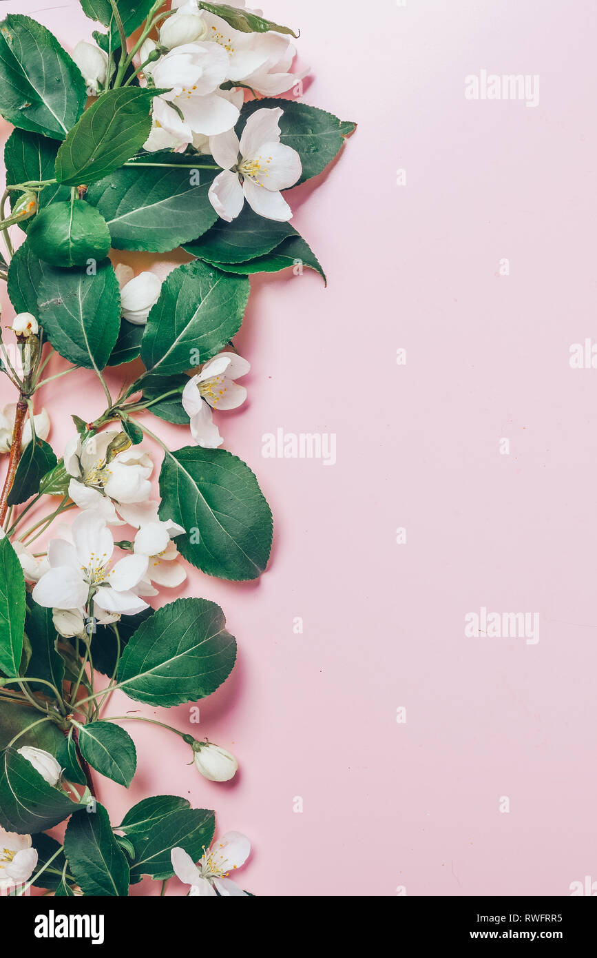 Layout creativi con rigogliosi alberi di Apple su un sfondo rosa. Lay piatto. Concetto - molla minimalismo Foto Stock