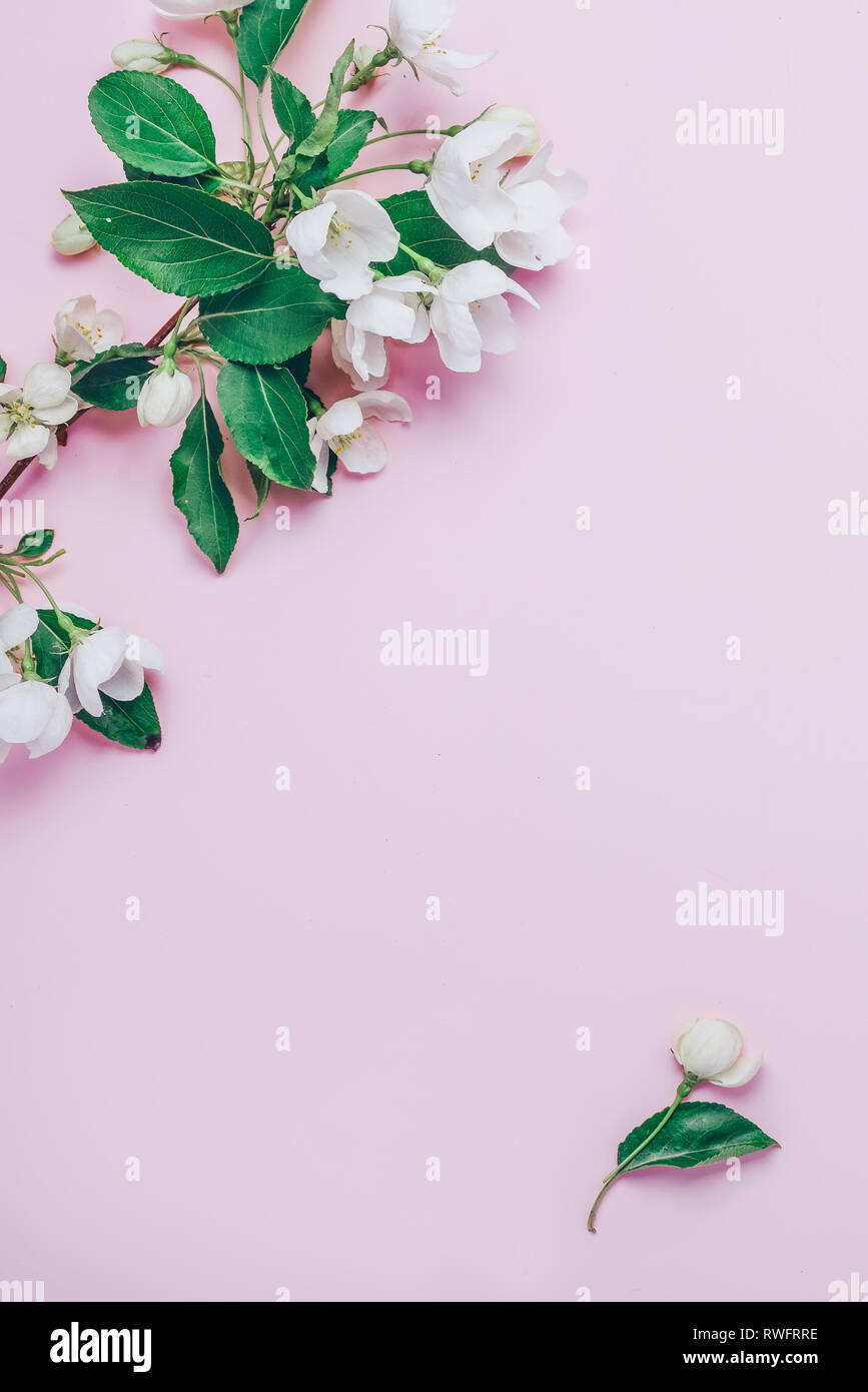 Layout creativi con rigogliosi alberi di Apple su un sfondo rosa. Lay piatto. Concetto - molla minimalismo Foto Stock