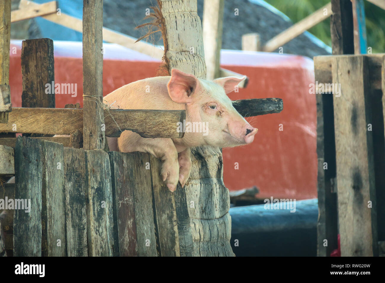 Carino il maiale sorridente e cercando di sfuggire dal rustico villaggio filippino - Siargao, Filippine Foto Stock