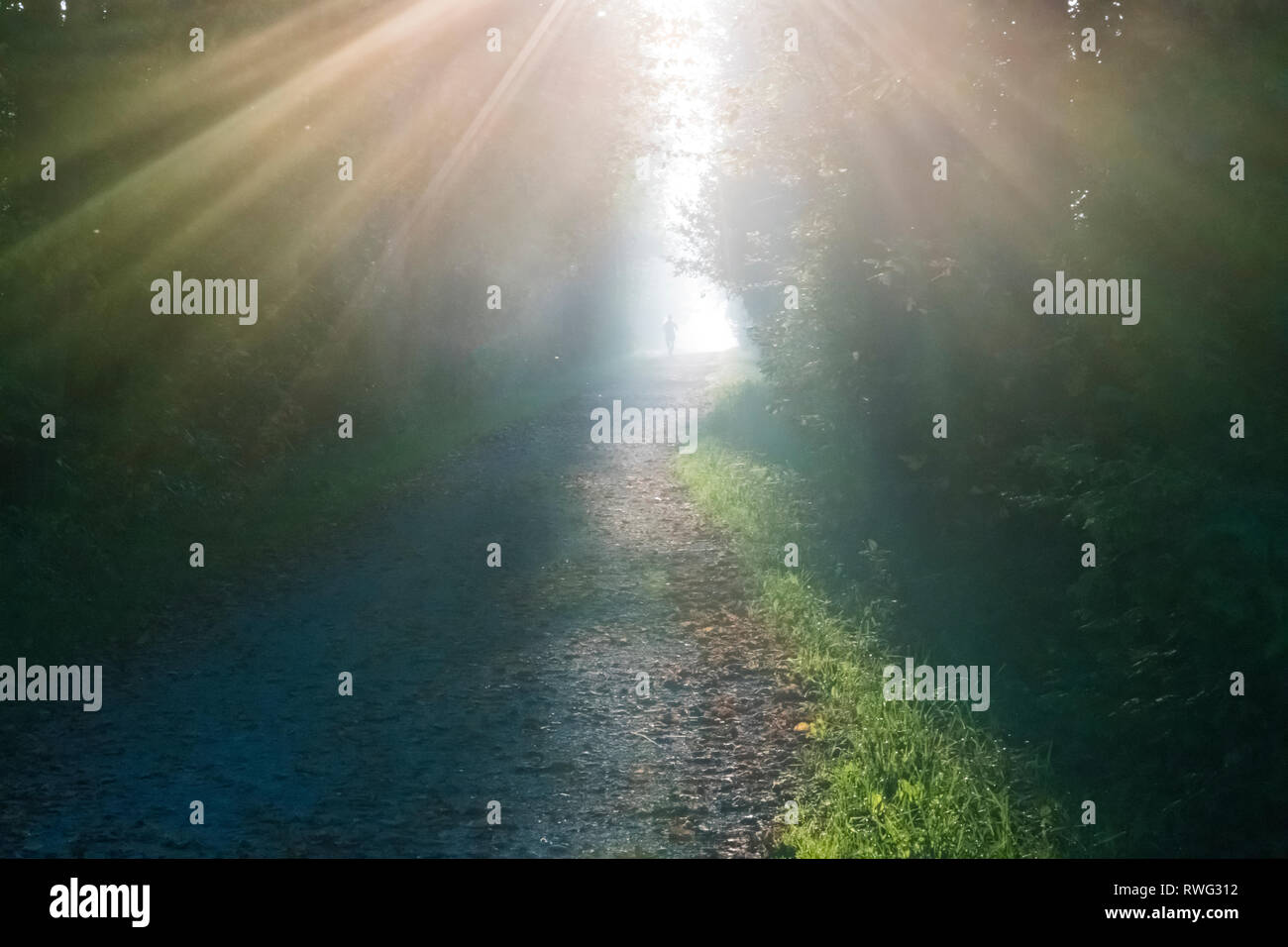 Sunray penetrare la nebbia e la foresta lungo trailway con scuotitore in distanza. Vicino a Fergus, Ontario, Canada Foto Stock