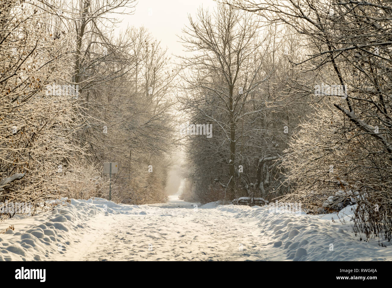 Parte del sentiero Trans-Canada in inverno con il sole che filtra attraverso gli alberi, nr Elora, Ontario, Canada Foto Stock