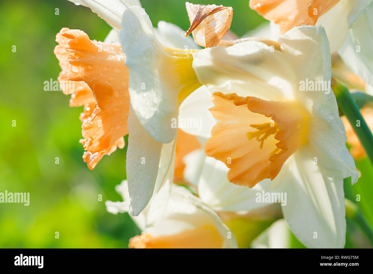 Fiori di Primavera narcisi sbocciato nel giardino. Bianco fiore di narciso sul letto di fiori Foto Stock