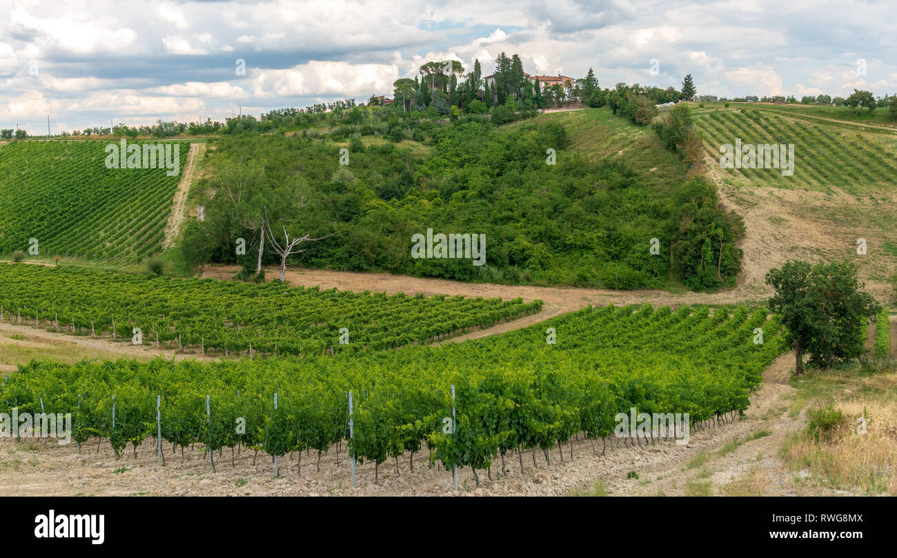 CERALDO, TOSCANA / Italia, 20 giugno 2018: vigneti e oliveti in Italia la provincia Toscana. Foto Stock