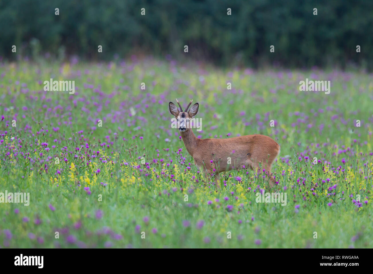Unione Il capriolo (Capreolus capreolus). I capretti buck in piedi in un prato fiorito. Germania Foto Stock