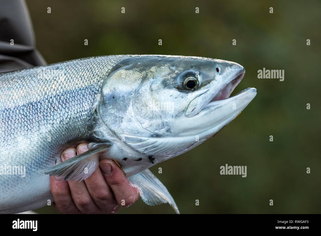 Salmone Chum, (Oncorhynchus keta), Nitinat River, Isola di Vancouver, BC Canada Foto Stock