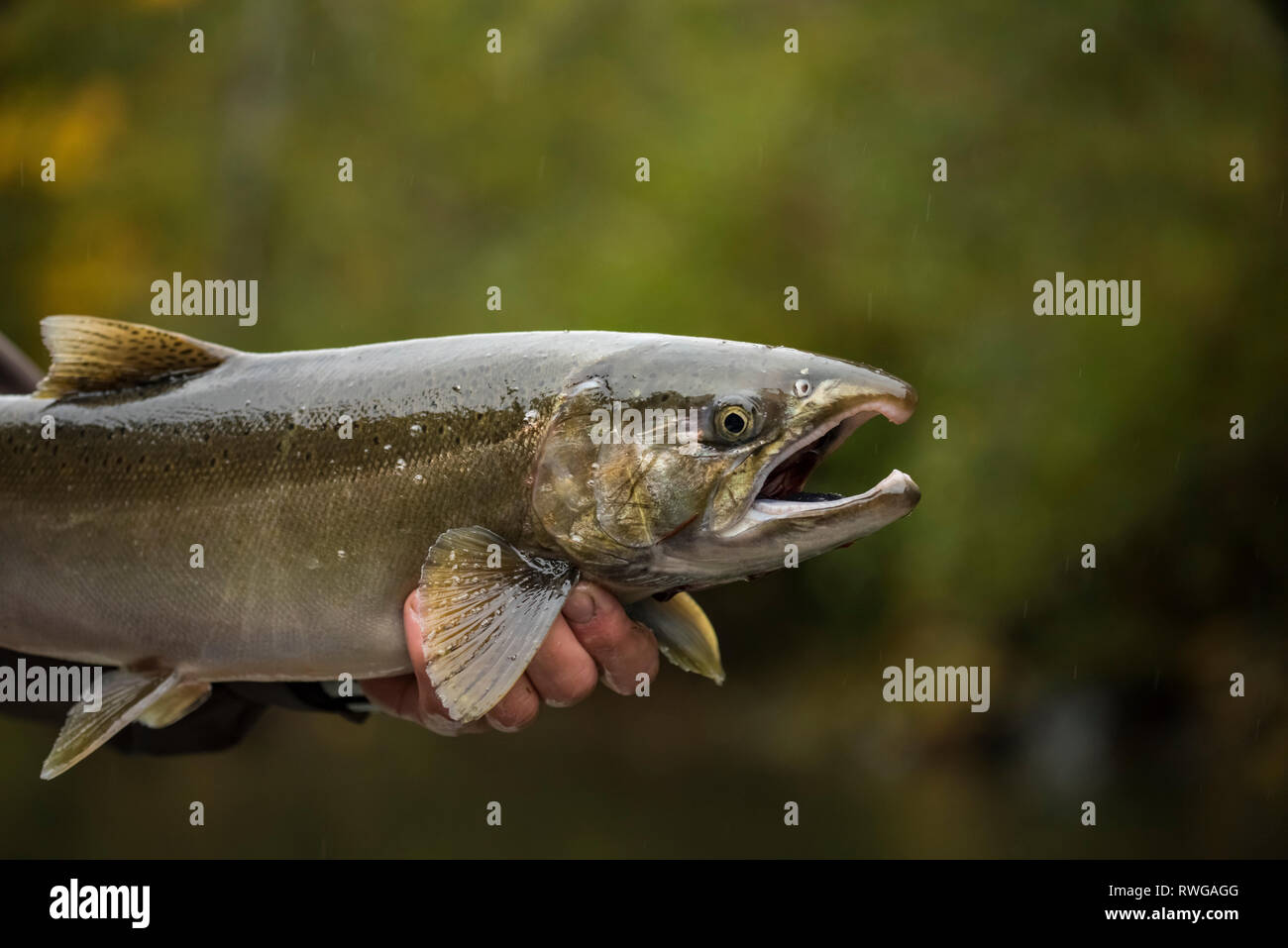 Coho Salmoni (Oncorhynchus kisutch; Karuk: achvuun), Nitinat River, Isola di Vancouver, BC Canada Foto Stock