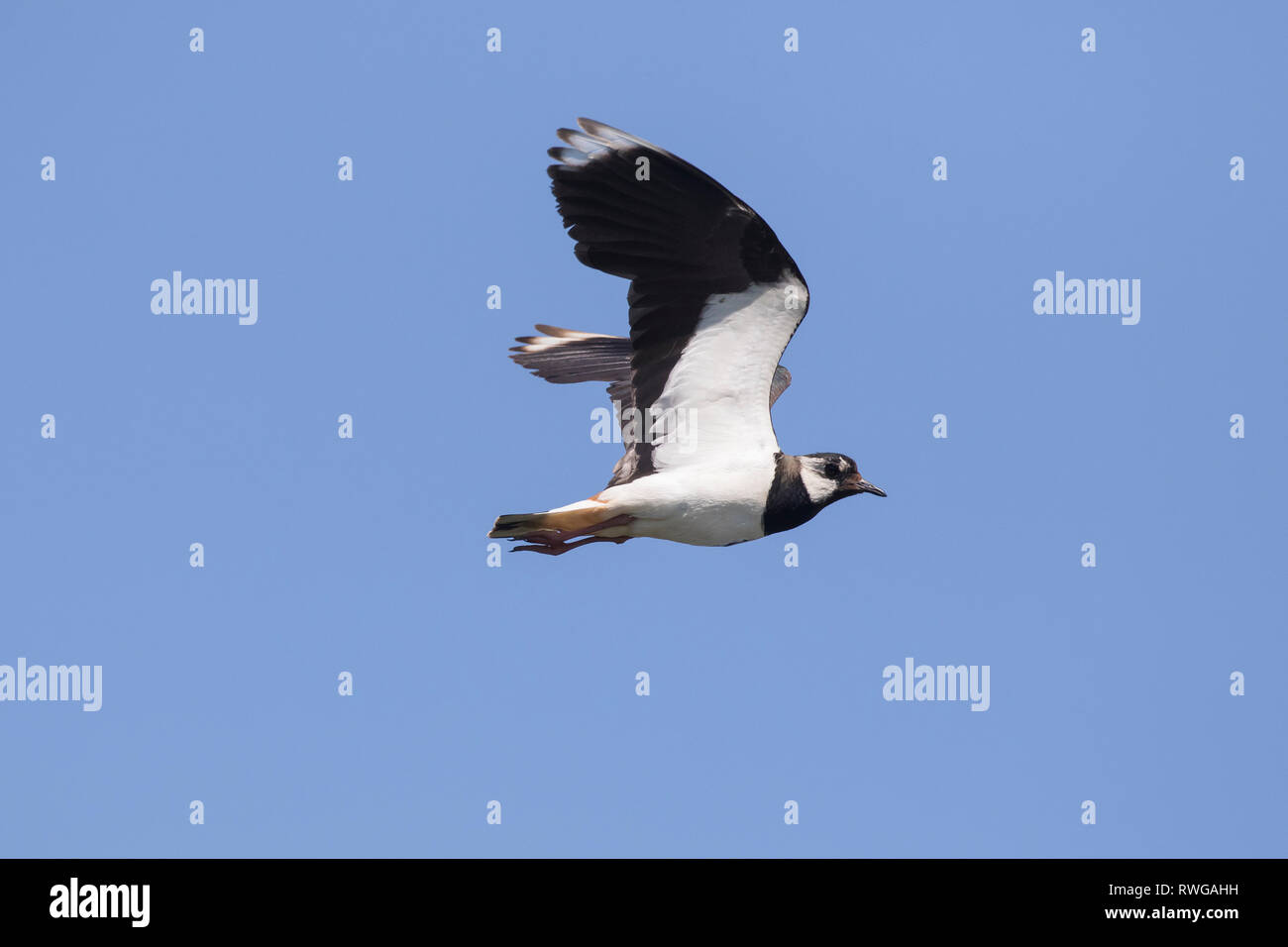 Pavoncella (Vanellus vanellus). Adulti in volo. Germania Foto Stock