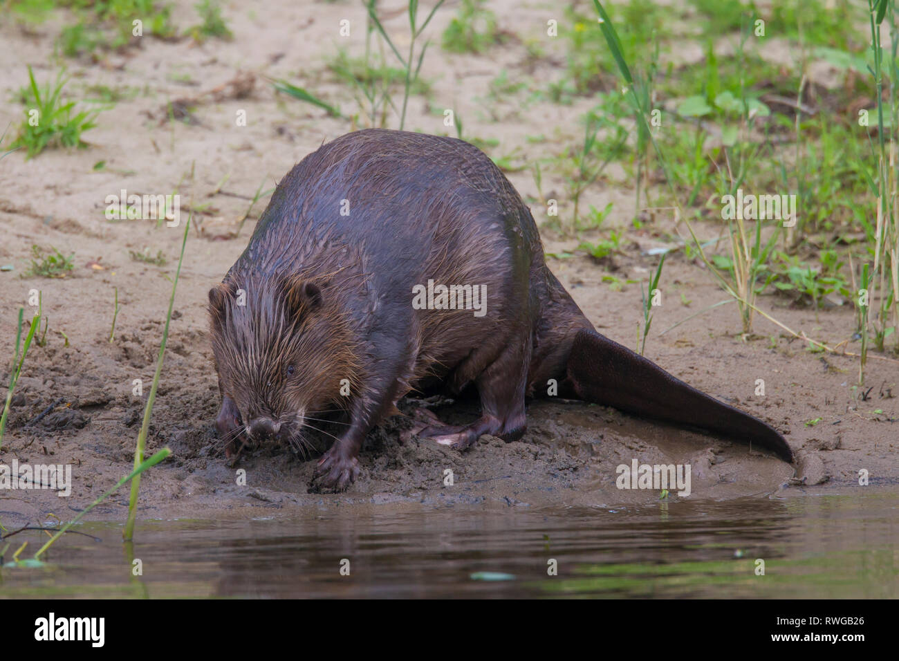 Castoro europeo (Castor fiber). Adulto presso il fiume Elba. Bassa Sassonia, Germania Foto Stock