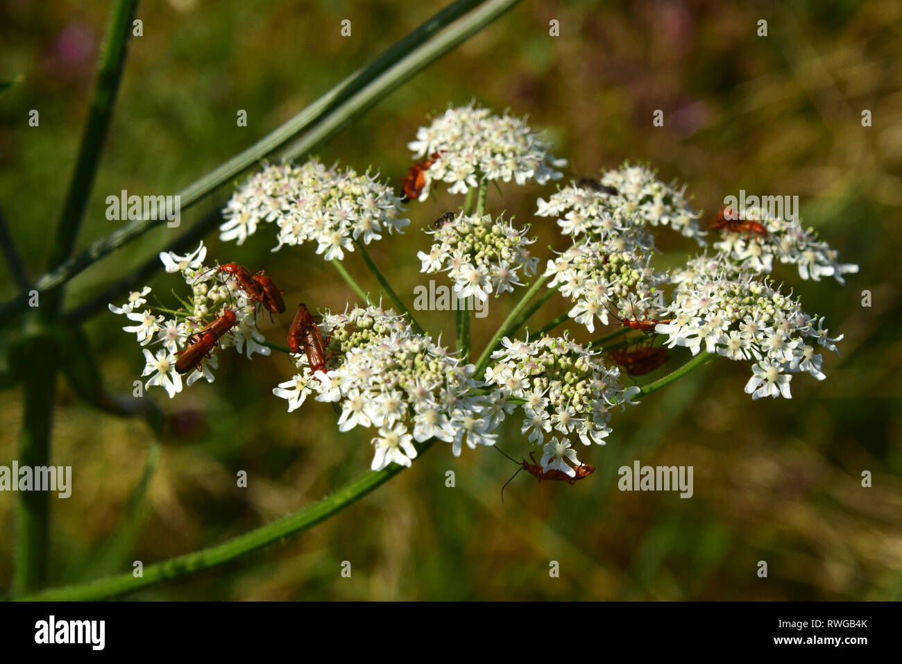 Hogweed comune (Heracleum sphondylium). Ombrella con insetti impollinatori. Germania Foto Stock