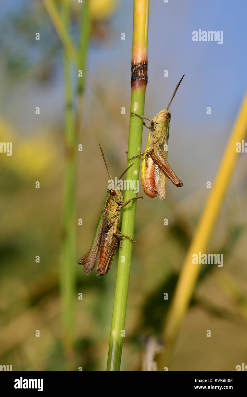 Grasshopper (Chorthippus apricarius). Due maschi su una levetta. Germania Foto Stock