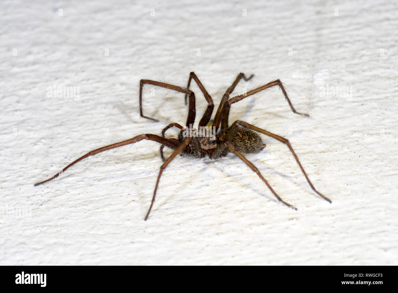 Giant Casa europea Ragno Gigante, Casa Spider, Casa Grande Spider, ragnatela Spider (Tegenaria atrica, Tegenaria gigantea) su una parete bianca. Germania Foto Stock