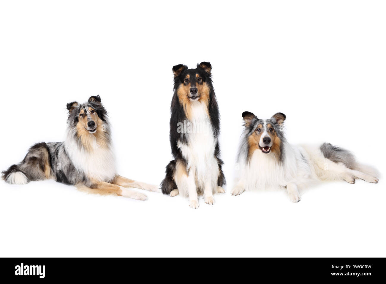 American Collie a pelo lungo Collie. Tre maschi seduto o disteso. Studio Immagine contro uno sfondo bianco. Germania Foto Stock