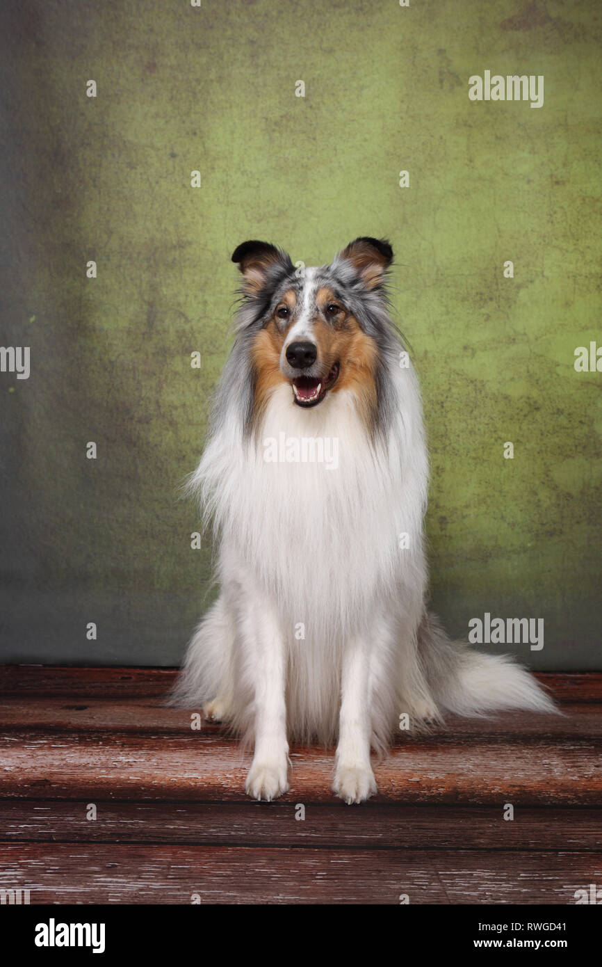 American Collie a pelo lungo Collie. Seduta di sesso maschile. Studio Immagine. Germania Foto Stock