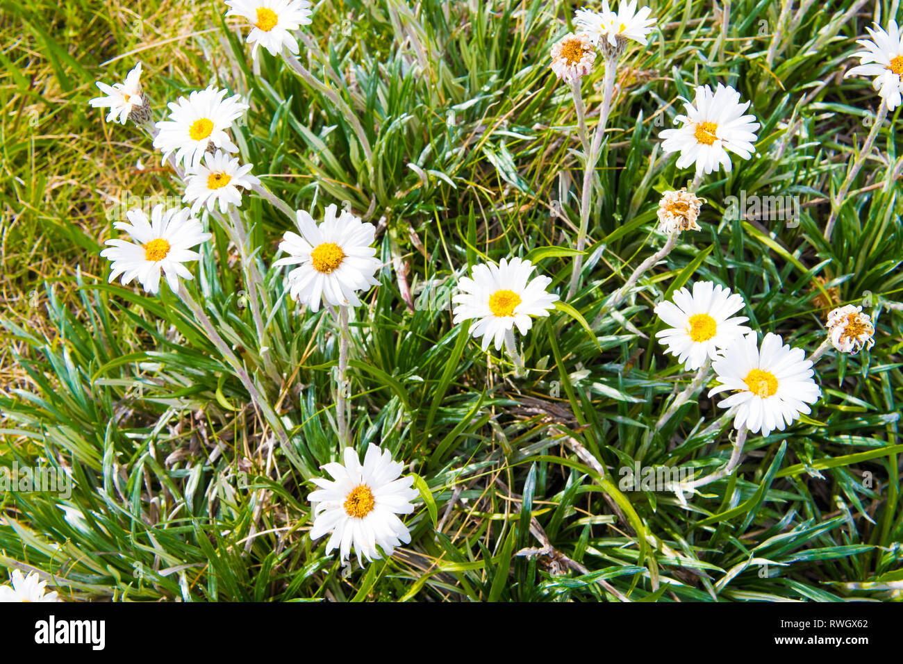 Nativo di fiori australiani nel Kosciuszko National Park, NSW, Australia. Sullo sfondo della natura con piante e vegetazione. Foto Stock