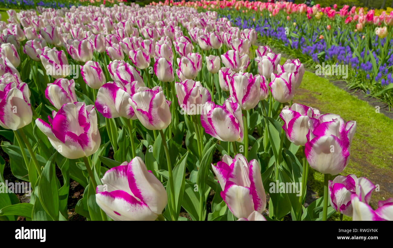 Un sacco di bella viola e bianco tulipani sul campo a fianco con altri tulipani fiori con diversi colori questi fiori fiorisce durante la primavera Foto Stock