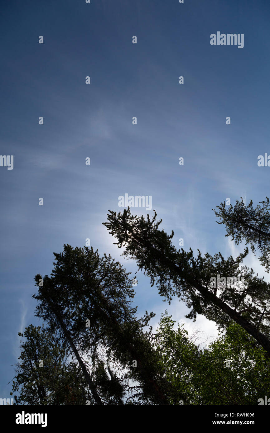 Un cielo blu in Northern Manitoba, Canada. Picchi di luce solare attraverso abeti su una soleggiata giornata estiva. Foto Stock