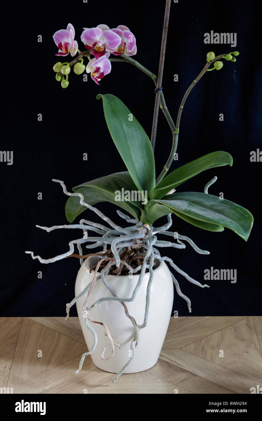 Rosa e white orchid. Lunghezza completa lo studio della pianta matura in bianco pot in piedi sul pavimento di legno contro un semplice sfondo scuro Foto Stock
