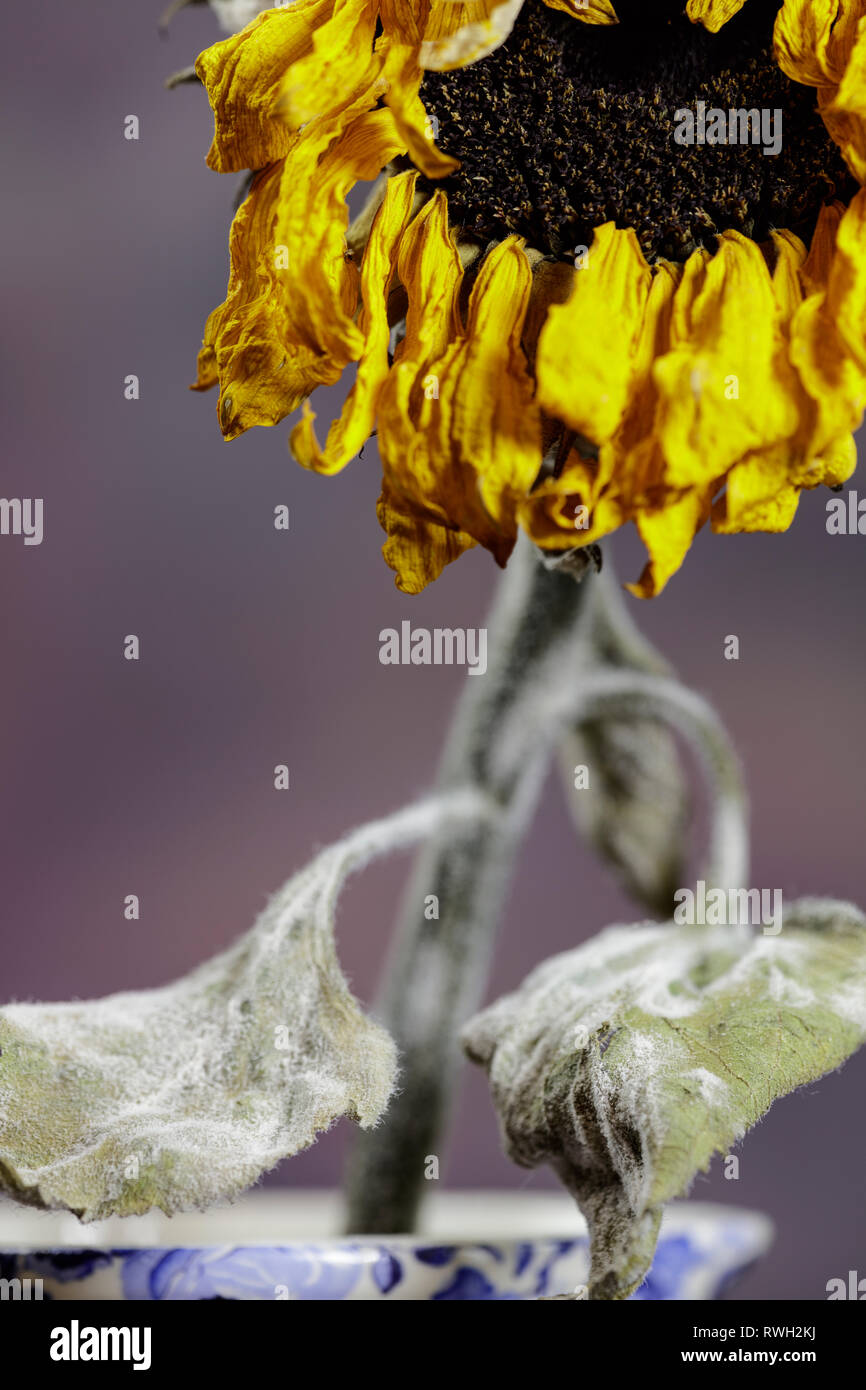 In prossimità di un punto morto testa di girasole con depressione petali gialli, foglie e semi contro un semplice sfondo scuro Foto Stock