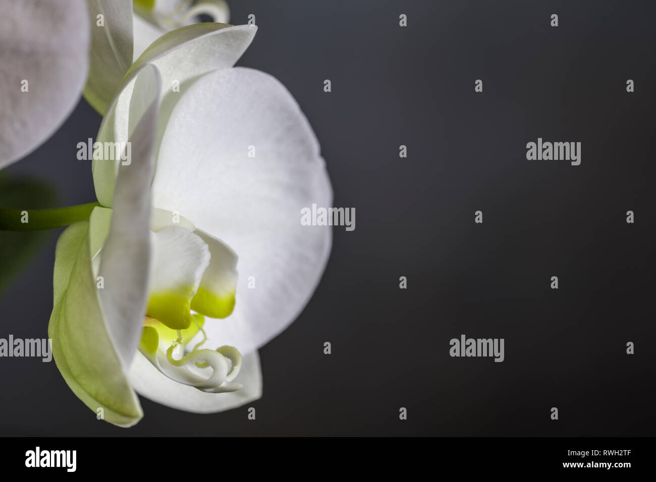 White Orchid. Chiudere lo studio di un unico fiore contro un semplice sfondo scuro con spazio per la copia Foto Stock