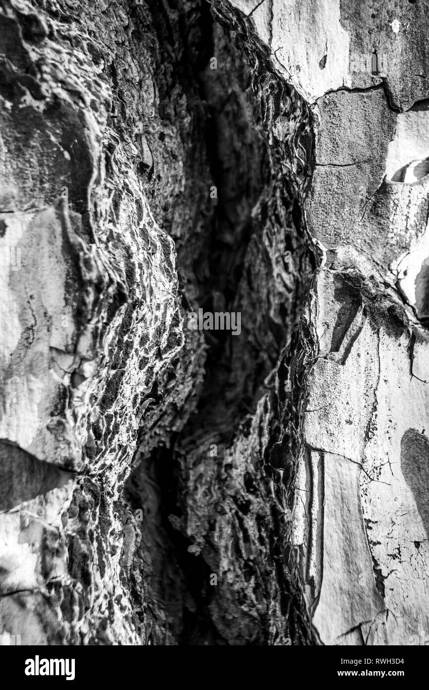 Lettiera Corteccia Di Pino Per Rettili - Substrato Naturale Per Tartarughe, Serpenti E Anfibi - Foto 6