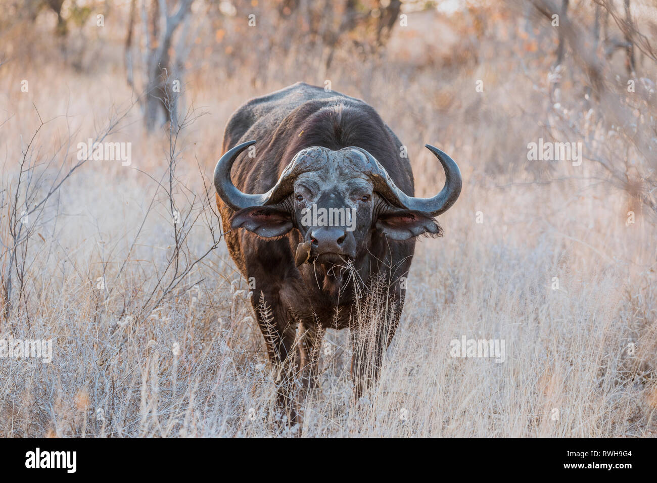 Bufalo maschio rilassata con un uccello sulla sua testa nel grande Parco Nazionale Kruger, Sud Africa Foto Stock