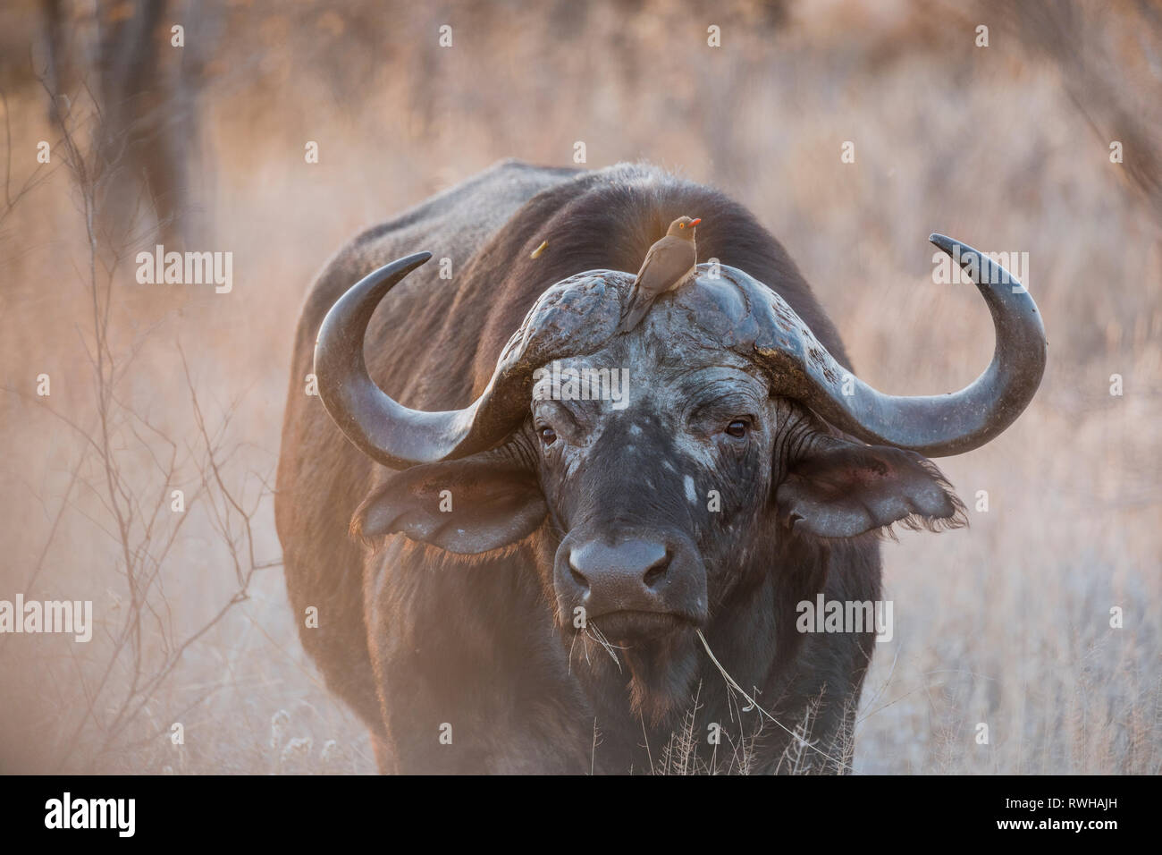 Bufalo maschio rilassata con un uccello sulla sua testa nel grande Parco Nazionale Kruger, Sud Africa Foto Stock