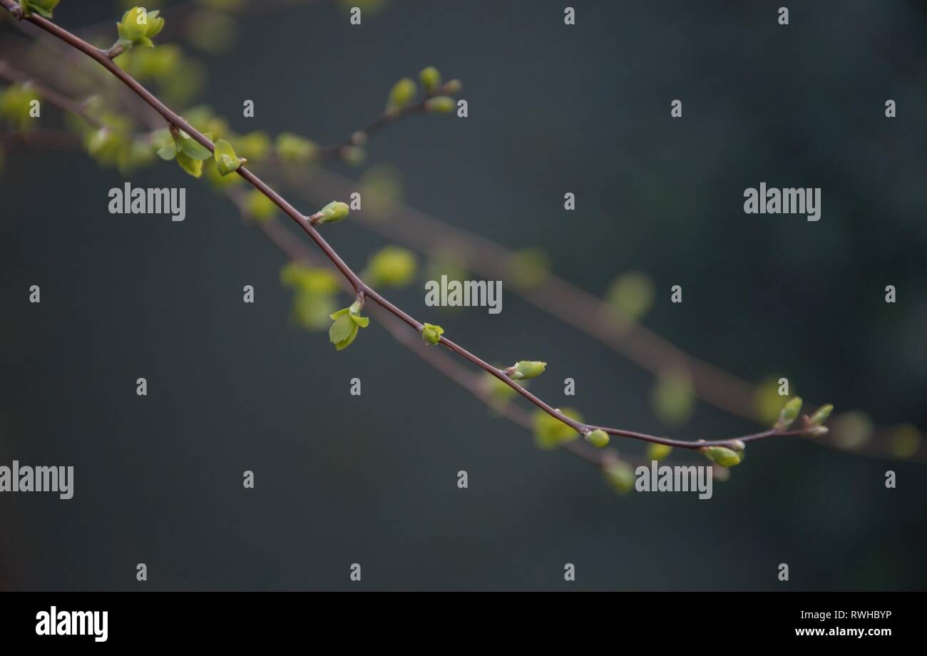 Nuove foglie verdi che emergono all'inizio di primavera su ramoscelli di una boccola in un giardino di Nimega nei Paesi Bassi. L'inizio di una nuova stagione Foto Stock