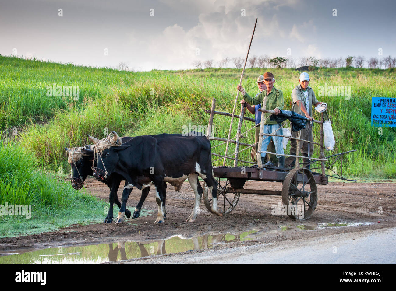 Artemisa, Cuba. 29 Maggio, 2009. Operai agricoli andare a lavorare su una piantagione su carrello trainato da due buoi in Armemisa, Cuba. Foto Stock