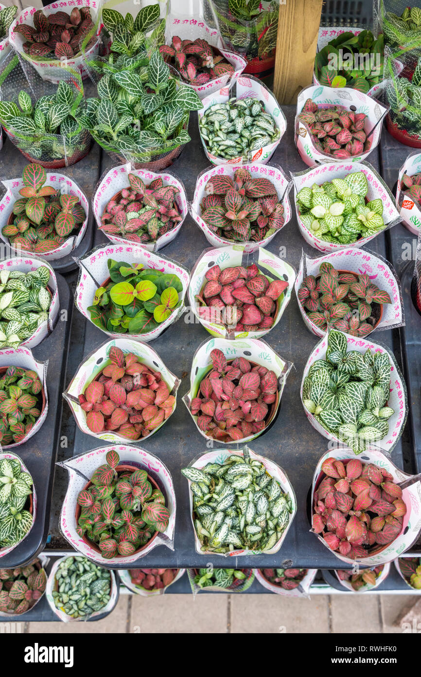 Visualizzazione di impianti al di fuori di un negozio lungo il Mercato dei Fiori Road, Kowloon, Hong Kong Foto Stock