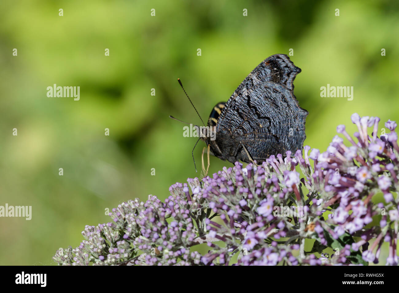 Peacock (aglais io) farfalla sulla buddleia viola Foto Stock