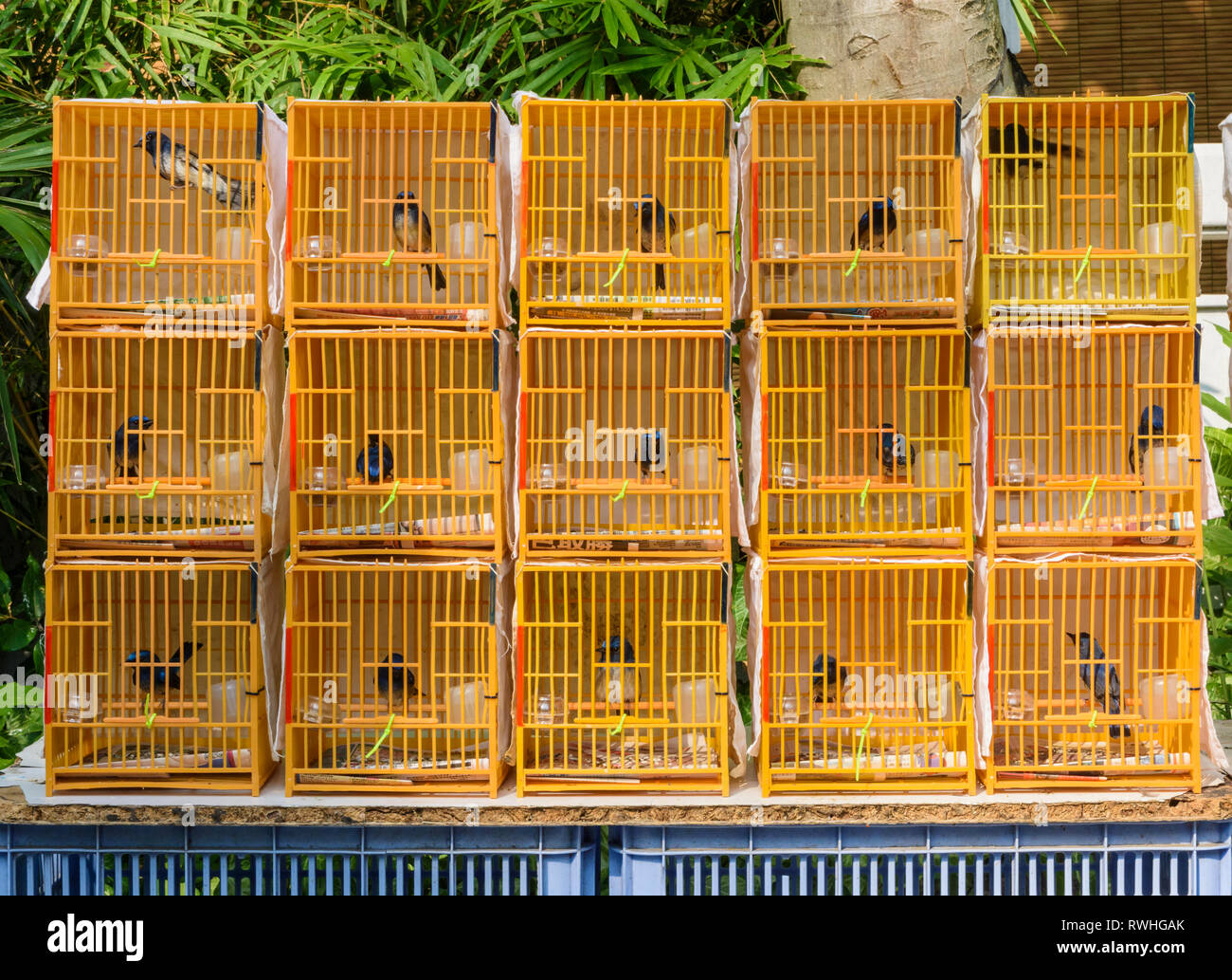 Uccelli in piccole gabbie per la vendita nel Po Yuen Street Bird Garden di Mong Kok, Hong Kong Foto Stock