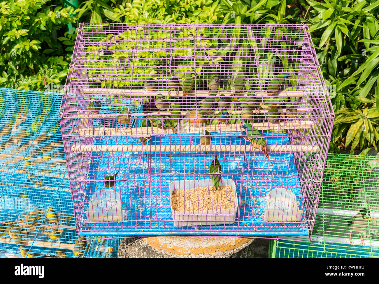Gli uccelli in gabbie a Yuen Po Street Bird Garden di Mong Kok, Hong Kong Foto Stock