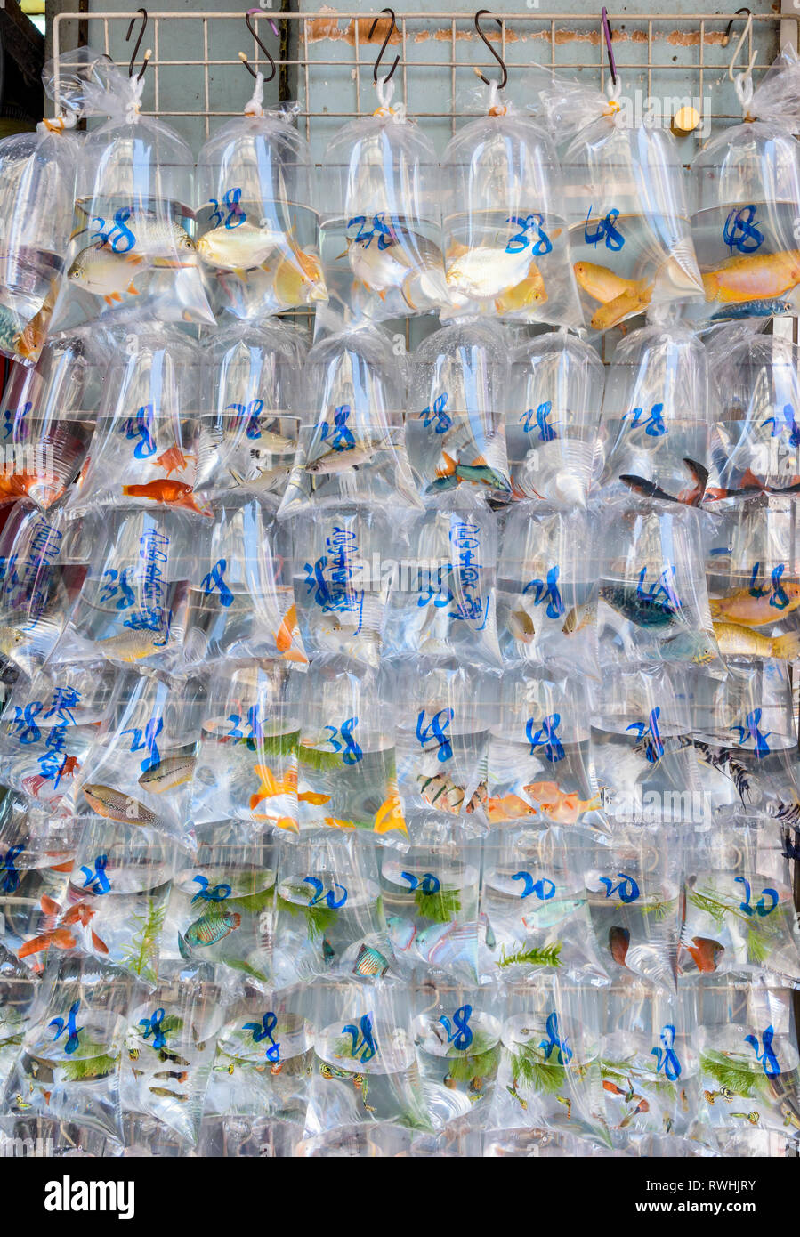 Appendere borse con pesci vivi al di fuori di un negozio in goldfish market lungo Tung Choi Street, Mong Kok, Hong Kong Foto Stock